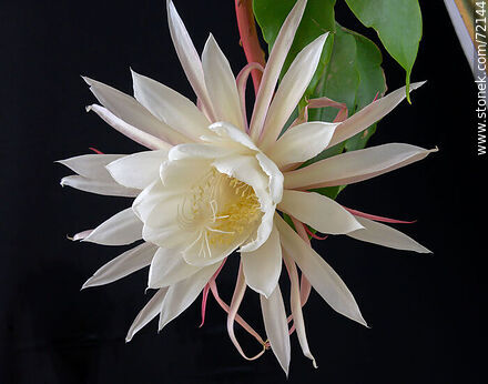 Open flower of the Lady of the Night. Epiphyllum Oxypetalum - Flora - MORE IMAGES. Photo #72144