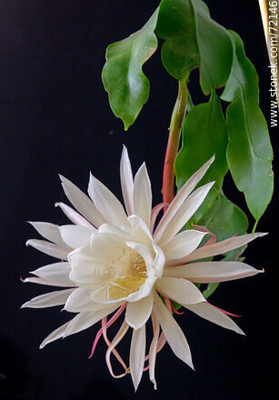 Flor abierta de la Dama de la Noche. Epiphyllum Oxypetalum - Flora - IMÁGENES VARIAS. Foto No. 72146