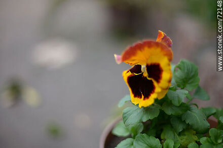 Pansy flower - Flora - MORE IMAGES. Photo #72148