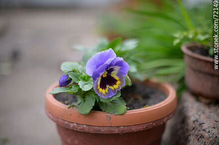 Pansy flower - Flora - MORE IMAGES. Photo #72149