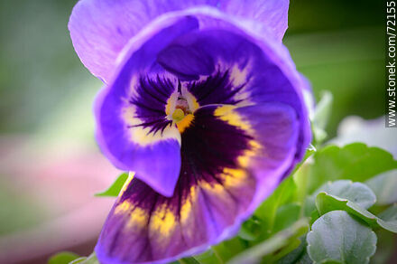 Violet pansy flower - Flora - MORE IMAGES. Photo #72155