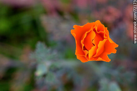 California Poppy - Flora - MORE IMAGES. Photo #72173