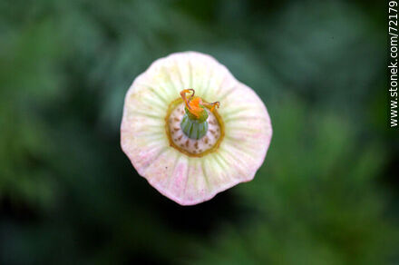 California Poppy without petals - Flora - MORE IMAGES. Photo #72179