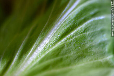Lettuce leaf - Flora - MORE IMAGES. Photo #72221
