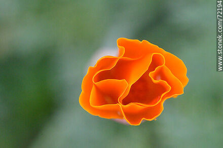 Dedal de oro. Amapola de California - Flora - IMÁGENES VARIAS. Foto No. 72194