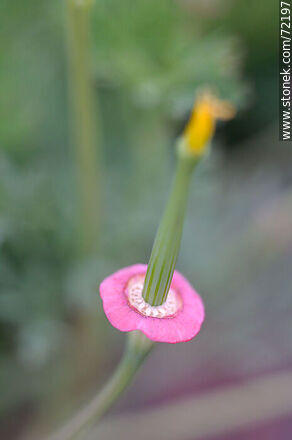 California Poppy - Flora - MORE IMAGES. Photo #72197