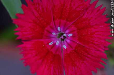 Flor roja de clavelina - Stonek Fotografía - Foto No. 72234