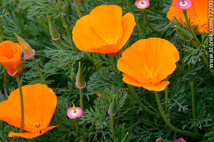 California Poppy - Flora - MORE IMAGES. Photo #72200