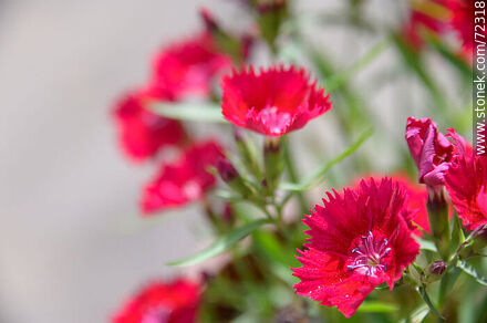 Flor roja de clavelina - Stonek Fotografía - Foto No. 72318