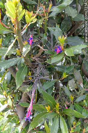 Laurel con claveles del aire en flor - Flora - IMÁGENES VARIAS. Foto No. 72343