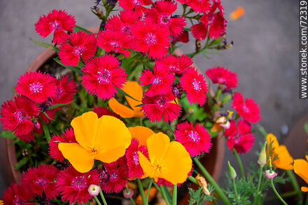 Clavelina roja y dedal de oro - Flora - IMÁGENES VARIAS. Foto No. 72319