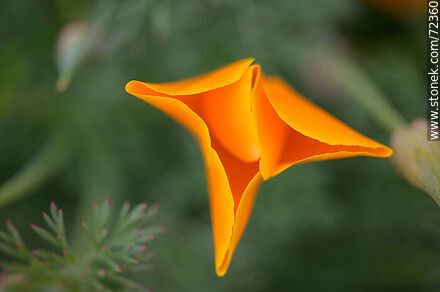 Dedal de oro. Amapola de California - Flora - IMÁGENES VARIAS. Foto No. 72360