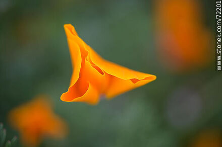California Poppy - Flora - MORE IMAGES. Photo #72201