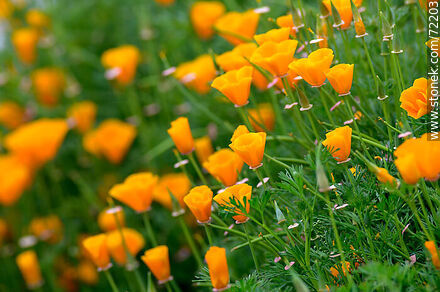 California Poppy - Flora - MORE IMAGES. Photo #72203