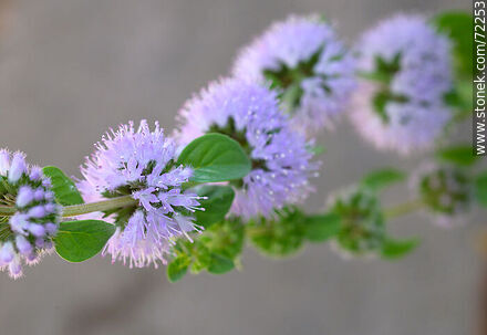 Monarda fistulosa - Flora - MORE IMAGES. Photo #72253
