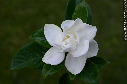 Cape jasmine flower - Flora - MORE IMAGES. Photo #72263