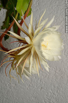 Epiphyllum Oxypetalum - Flora - MORE IMAGES. Photo #72284