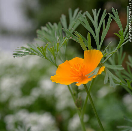 California Poppy - Flora - MORE IMAGES. Photo #72213
