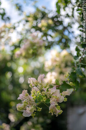 White buganvillea - Flora - MORE IMAGES. Photo #72331