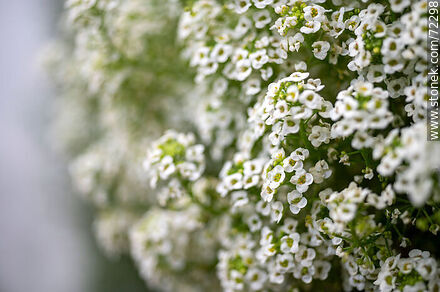 Flor de aliso de mar,  blanco. Lobularia maritima - Flora - IMÁGENES VARIAS. Foto No. 72298