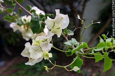 Santa Rita de flor blanca. Buganvillea - Flora - IMÁGENES VARIAS. Foto No. 72340