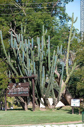 Cactus en el Solar Nativo - Departamento de Florida - URUGUAY. Foto No. 72395