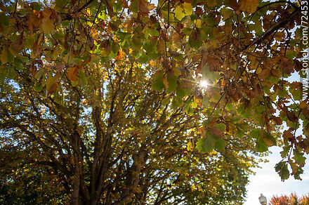 Rayo de sol entre los robles de otoño - Departamento de Florida - URUGUAY. Foto No. 72453
