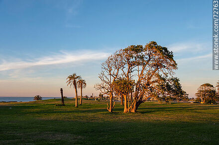 Trees in Punta Carretas Park - Department of Montevideo - URUGUAY. Photo #72763