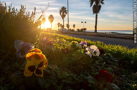 Sunrise on the promenade from the flowerbed - Department of Montevideo - URUGUAY. Photo #72813