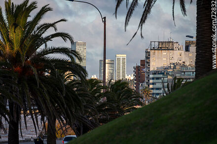 Torres del Buceo seen among the palm trees - Department of Montevideo - URUGUAY. Photo #72832