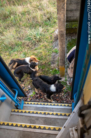 Perros dando la bienvenida a un pasajero que desciende del tren a Rivera - Departamento de Tacuarembó - URUGUAY. Foto No. 73349