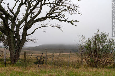 Cerro Miriñaque entre la niebla y ramas de árbol en invierno - Departamento de Rivera - URUGUAY. Foto No. 73647