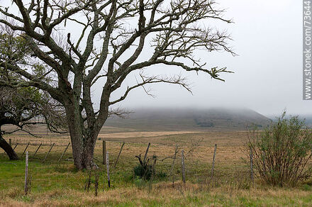 Cerro Miriñaque entre la niebla y ramas de árbol en invierno - Departamento de Rivera - URUGUAY. Foto No. 73644