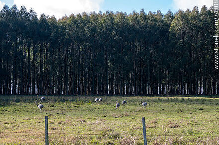 Ñandúes in a field with eucalyptus trees - Tacuarembo - URUGUAY. Photo #74108