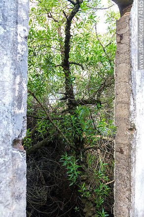 Tree inside the remains of the former Churchill Station - Tacuarembo - URUGUAY. Photo #74165