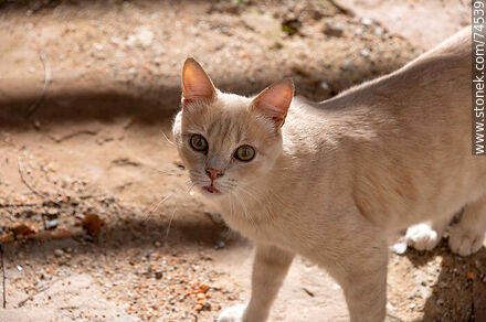 Cat - Department of Cerro Largo - URUGUAY. Photo #74539
