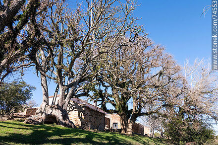 Trees in winter - Department of Cerro Largo - URUGUAY. Photo #74553