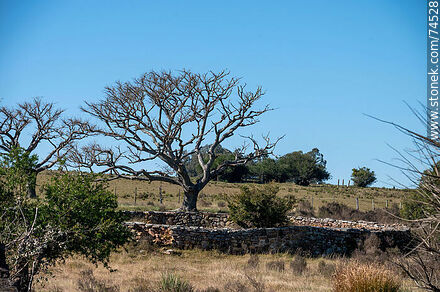 Stone fence in Posta del Chuy - Department of Cerro Largo - URUGUAY. Photo #74528