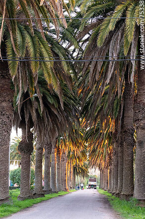 Street of palm trees - Department of Canelones - URUGUAY. Photo #75338