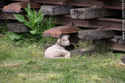Lamb resting next to a pile of iron rails on wooden sleepers. - Department of Florida - URUGUAY. Photo #75507