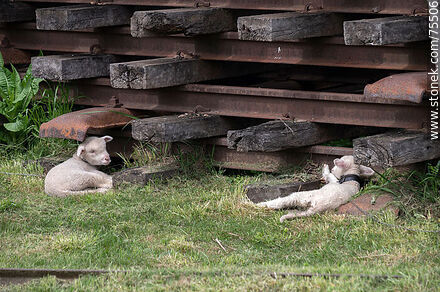Corderos descansando al lado de una pila de rieles de hierro sobre durmientes de madera - Departamento de Florida - URUGUAY. Foto No. 75506
