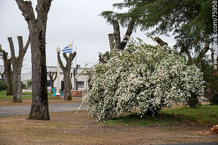 Plaza. Espírea del Japón en flor - Departamento de Florida - URUGUAY. Foto No. 75958