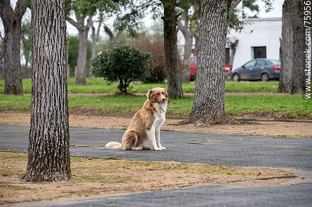 Perro en la plaza - Departamento de Florida - URUGUAY. Foto No. 75956