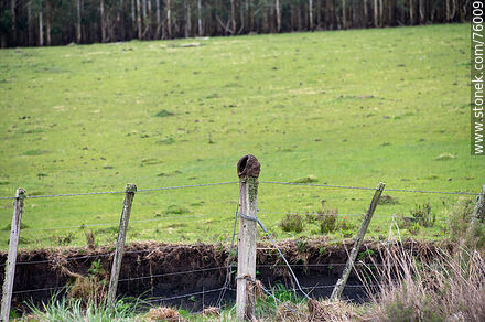 Hornero's nest on a fence post -  - URUGUAY. Photo #76009