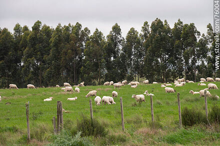 Ovejas y sus corderos en el campo - Departamento de Durazno - URUGUAY. Foto No. 76004