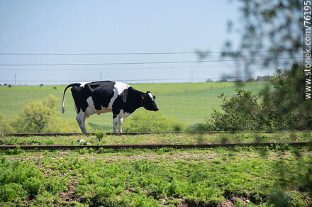 Vaca cerca de la vía en Parada Urioste - Fauna - IMÁGENES VARIAS. Foto No. 76195
