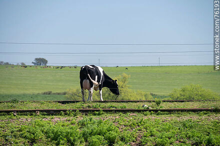 Cow near the track in Parada Urioste - Department of Florida - URUGUAY. Photo #76193