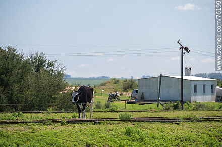Vaca cerca de la vía en Parada Urioste - Departamento de Florida - URUGUAY. Foto No. 76199