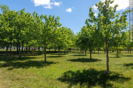 Oak trees - Department of Florida - URUGUAY. Photo #76278