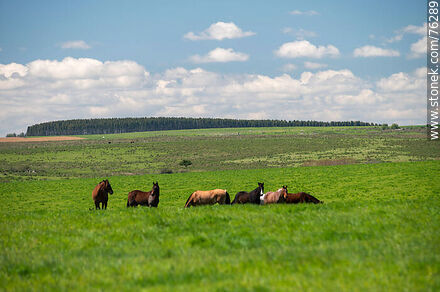 Horses in the field - Department of Florida - URUGUAY. Photo #76289